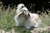 SHIH TZU 212